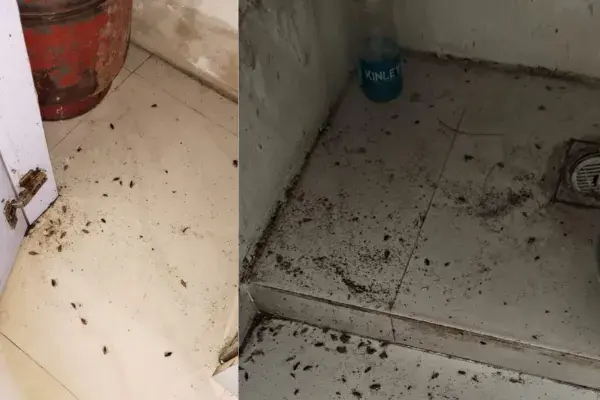 Cockroach Control